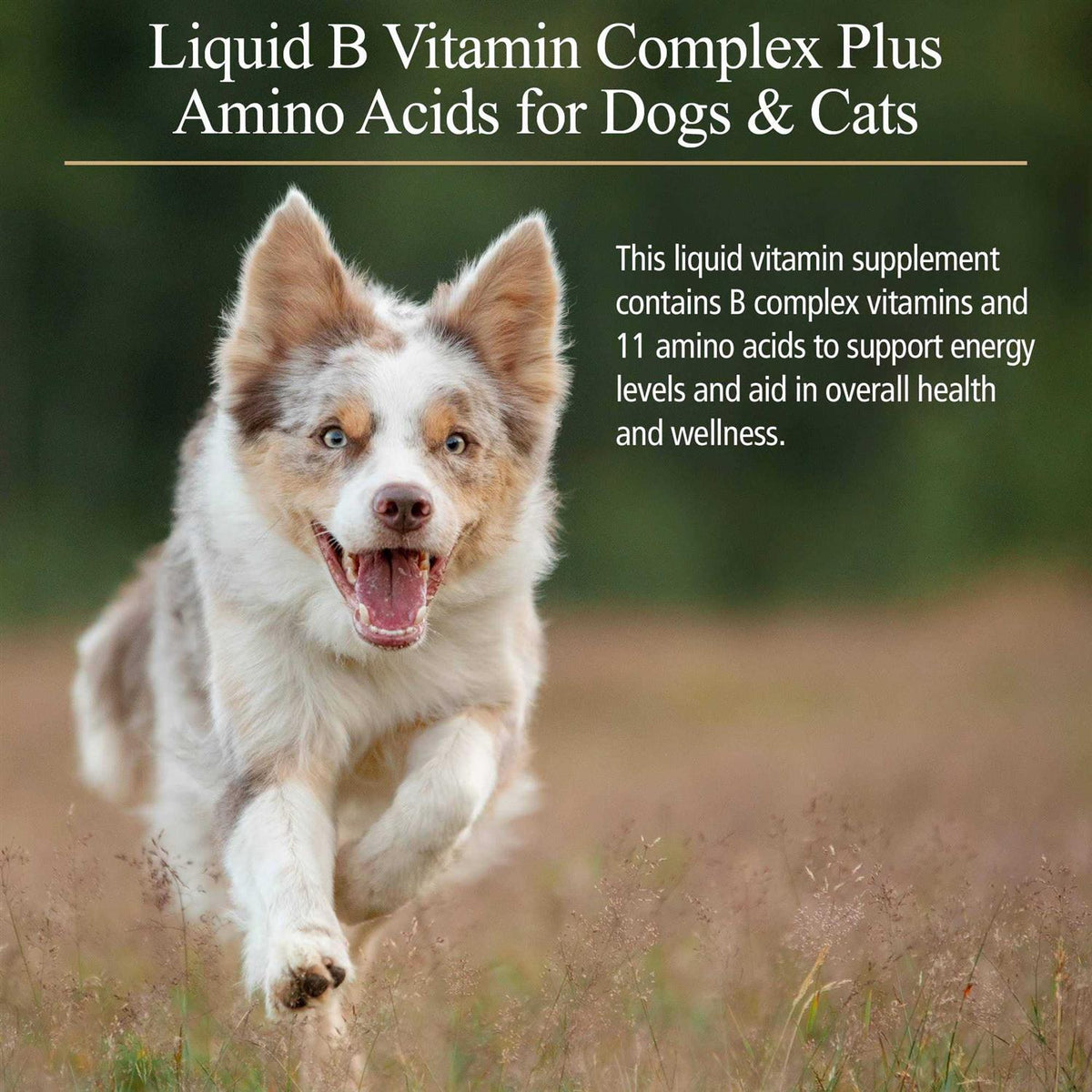 Amino B-Plex for Pets K68825