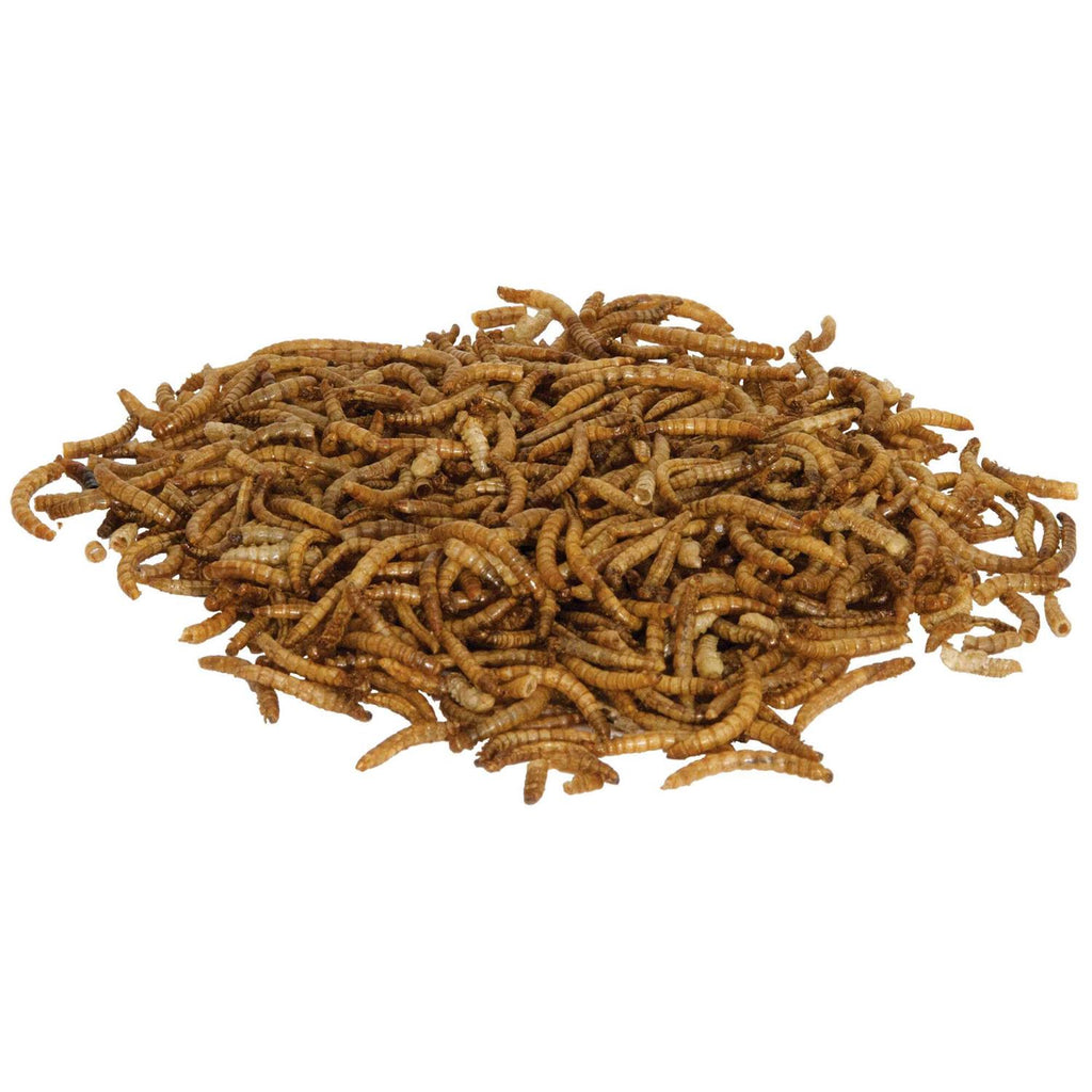 Mealworms Reptile B818447