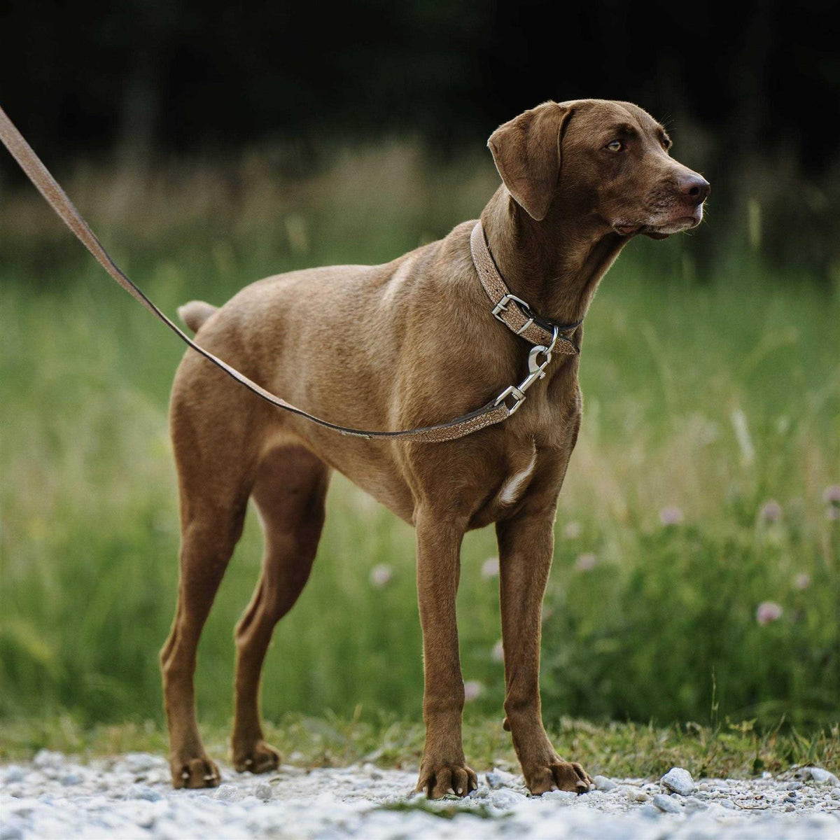Super Soft Distressed Leather Dog Leash Z9449