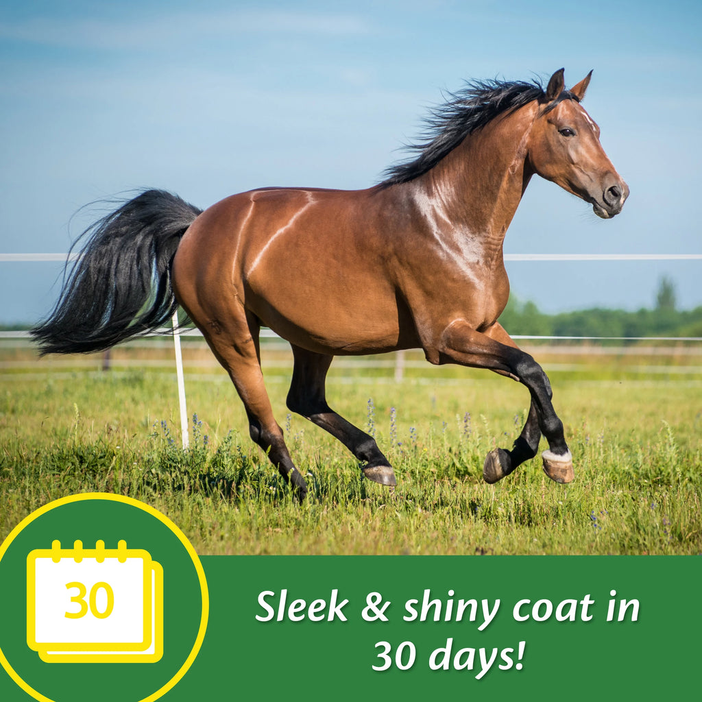 Horse Skin & Coat Supplement 5 Pound O92852