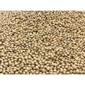 White Proso Millet Bird Seed 10lbs G81483