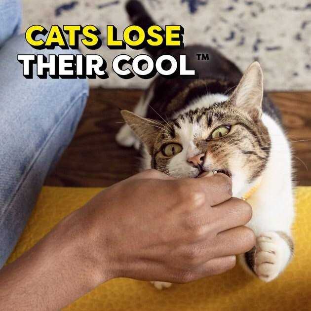 Adult Cat Treats U2331
