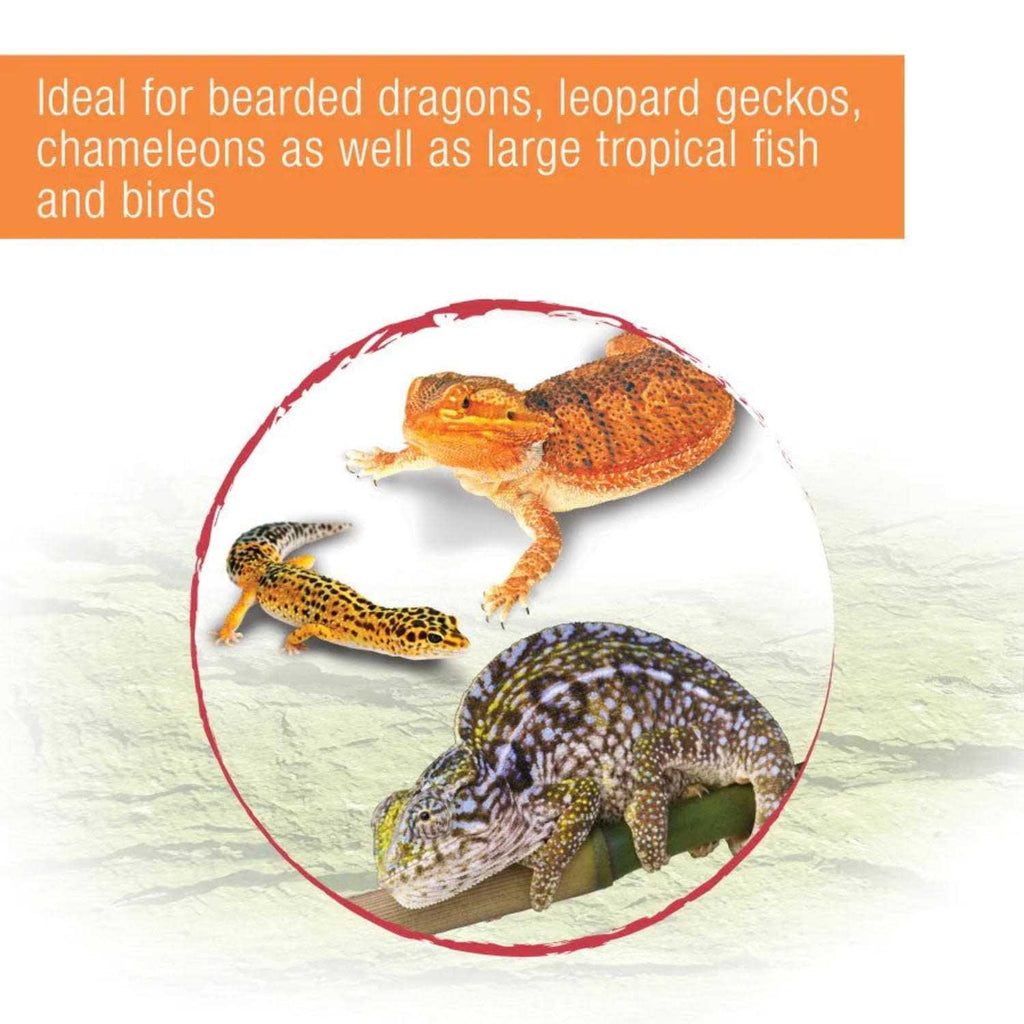 Mealworms Reptile B818447