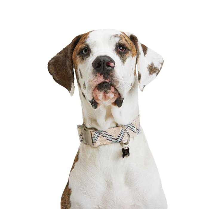 Zig Zag Dog Collar R30764