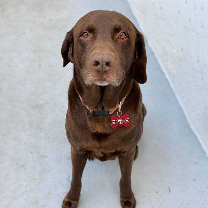 Dog ID Tag S531