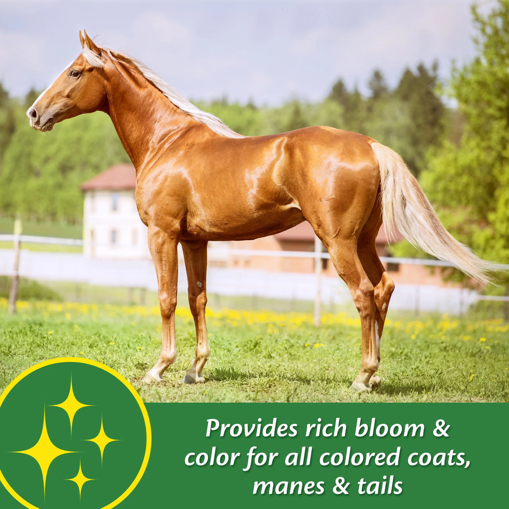 Horse Skin & Coat Supplement 5 Pound O92852