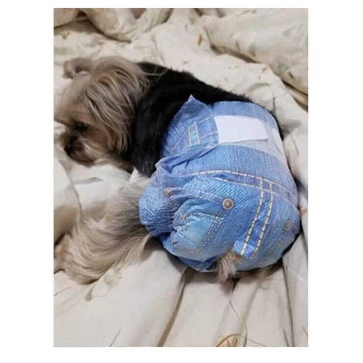 Soft Female Disposable Dog Diapers N328